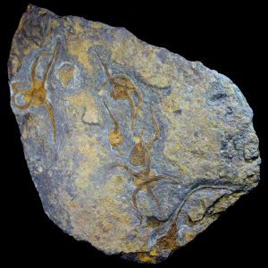 Ophiuroidea sp _wężowidła_Maroko_73